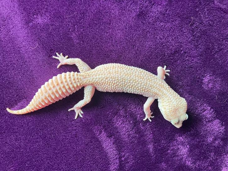 luipaardgekko Super mack snow tremper