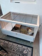 Te koop! 2 cavia vrouwtjes, Dieren en Toebehoren, Minder dan 60 cm, 110 cm of meer, Ophalen of Verzenden, Hok