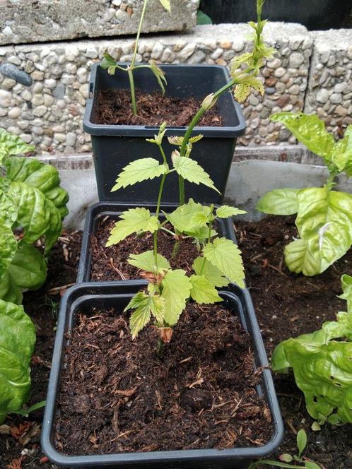 Hop stekken ( Fuggle), Tuin en Terras, Planten | Fruitbomen, Ophalen