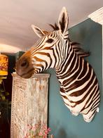 Grote opgezette zebra pracht exemplaar Taxidermie, Nieuw, Opgezet dier, Ophalen of Verzenden