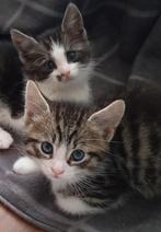 Mix Main Coon, 2 aanhankelijke kittens, 8 wk, half langhaar, Dieren en Toebehoren, Meerdere dieren, Langharig, 0 tot 2 jaar