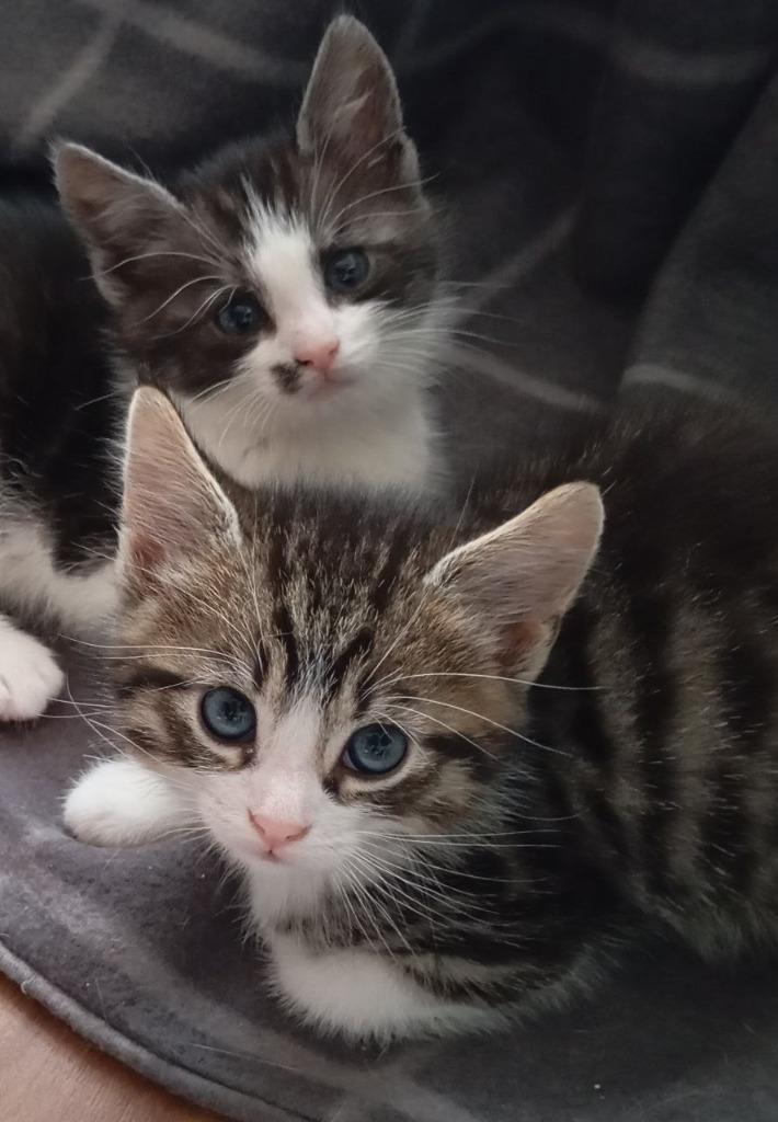 Mix Main Coon, 2 aanhankelijke kittens, 8 wk, half langhaar, Dieren en Toebehoren, Katten en Kittens | Overige Katten, Langharig