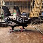 Nederlandse hoogvliegers vliegtype, Dieren en Toebehoren, Vogels | Duiven, Meerdere dieren, Tuimelaar of Roller