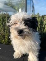 Mooie boomer pups, Dieren en Toebehoren, Nederland, Parvo, Overige rassen, 8 tot 15 weken