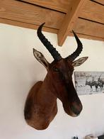 Tsessebe, preparaat, Zambia, halbmondantilope,, Ophalen of Verzenden, Zo goed als nieuw, Opgezet dier