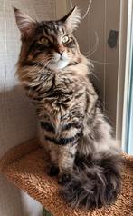 Lieve, mooie MC dekkater bied zich aan. Niet te koop!, Dieren en Toebehoren, Katten en Kittens | Dekkaters