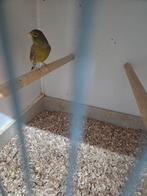 Timbrado man, Dieren en Toebehoren, Mannelijk, Kleurkanarie