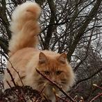 Herplaatser: lieve rode Noorse boskat kater, Dieren en Toebehoren, Kater, Gechipt, 6 jaar of ouder