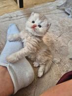 Prachtige raszuivere britse korthaar en langhaar, Meerdere dieren, Gechipt, 0 tot 2 jaar