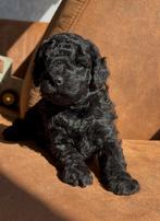 Toypoedel x dwergpoedel pups, Dieren en Toebehoren, Honden | Chihuahua's en Gezelschapshonden, Poedel, 8 tot 15 weken, CDV (hondenziekte)