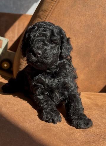 Toypoedel x dwergpoedel pups beschikbaar voor biedingen