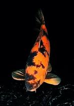 Hi Utsuri 55/60cm, Koi, Koikarper, Dieren en Toebehoren, Vissen | Vijvervissen, Karper of Koi