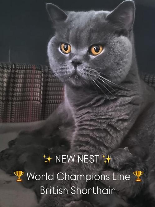 Blauwe Britse Korthaar Kampioenslijnen met STAMBOOM!, Dieren en Toebehoren, Katten en Kittens | Raskatten | Korthaar, Meerdere dieren