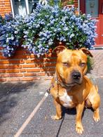 Pitbull Dekreu NIET TE KOOP, Dieren en Toebehoren, Reu, CDV (hondenziekte), 1 tot 2 jaar, Eén hond