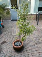 Olive tree, Tuin en Terras, Planten | Bomen, Ophalen, Volle zon, Overige soorten