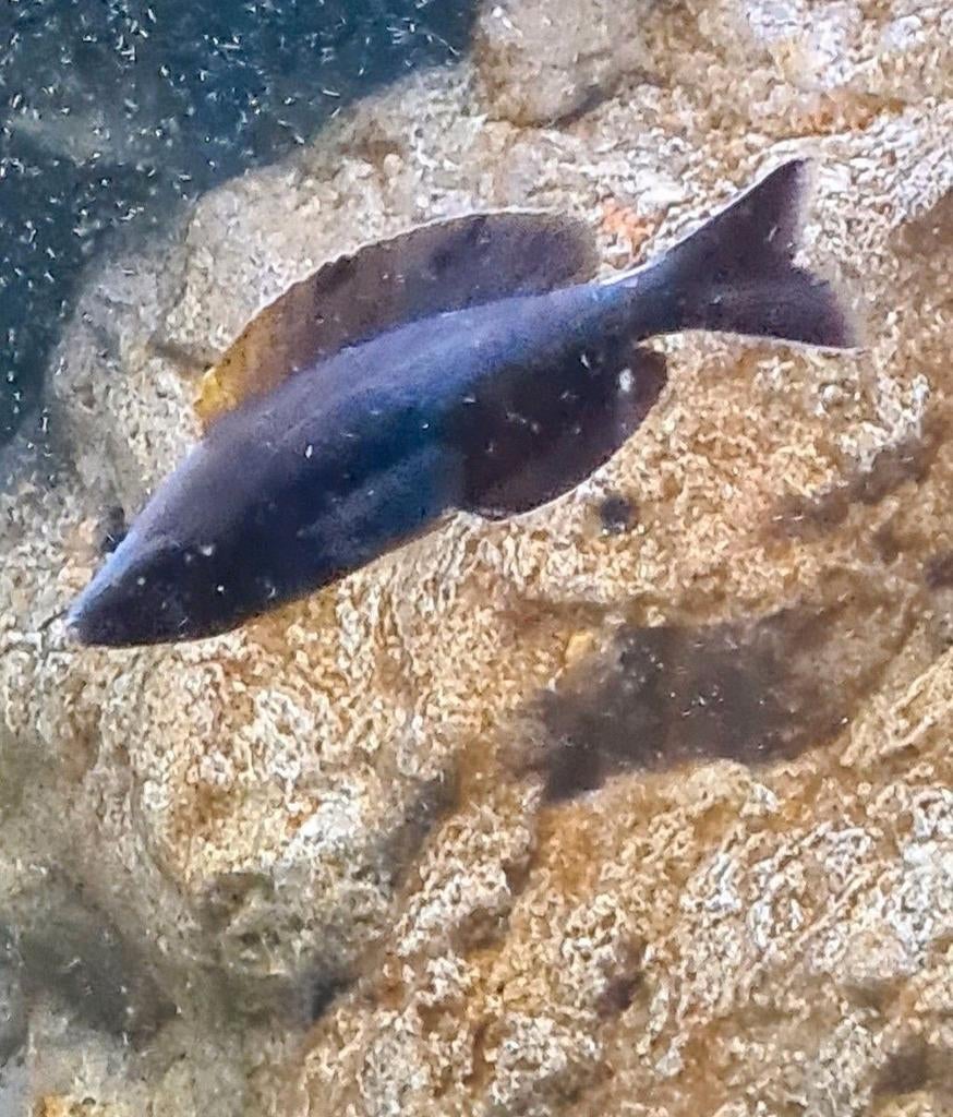 Cyprichromis microlepidotus black kiriza wv, Dieren en Toebehoren, Vissen | Aquariumvissen, Vis