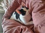 Speelse zwart-witte kitten zoekt een lief thuis, Dieren en Toebehoren, Kater, Kortharig, 0 tot 2 jaar