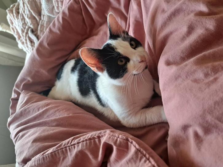 Speelse zwart-witte kitten zoekt een lief thuis, Dieren en Toebehoren, Katten en Kittens | Overige Katten, Kortharig, Kater, 0 tot 2 jaar