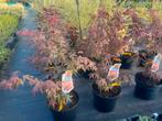 Rode Acer palmatum atropurpureum, Tuin en Terras, Ophalen, Zomer, Overige soorten, Volle zon