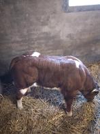 Te koop stamboek VRB stierkalf, Dieren en Toebehoren, Mannelijk, 0 tot 2 jaar