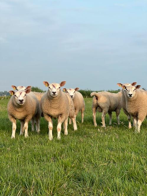 Winterweide gezocht, Dieren en Toebehoren, Stalling en Weidegang