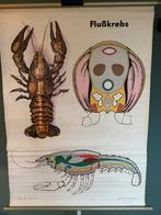 poster schoolplaat van de rivier kreeft 1960 D4, Antiek en Kunst, Ophalen of Verzenden