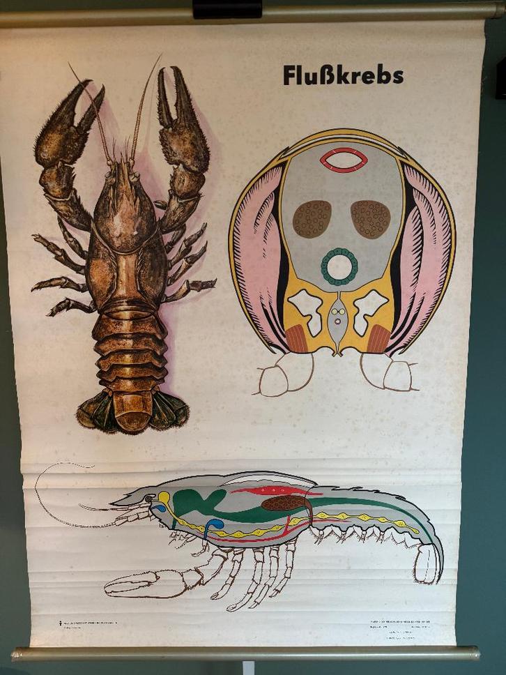 poster schoolplaat van de rivier kreeft 1960 D4, Antiek en Kunst, Antiek | Woonaccessoires, Ophalen of Verzenden