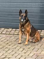 Dek reu mechelaar, Dieren en Toebehoren, 6 jaar of ouder, Reu, Parvo, Eén hond