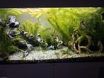 Jewel 125 aquarium, overcompleet, Ophalen, Zo goed als nieuw, Gevuld zoetwateraquarium