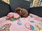 Super mooi minilop koppeltje, Dieren en Toebehoren, Meerdere dieren, Dwerg, Hangoor, 0 tot 2 jaar