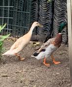 Koppel wildkleur loopeenden, Dieren en Toebehoren, Pluimvee, Meerdere dieren, Eend
