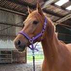Merrie met gouden karakter, Dieren en Toebehoren, Paarden, Merrie, Dressuurpaard