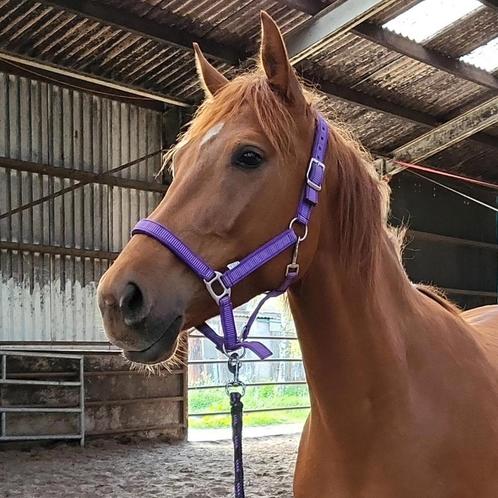 Merrie met gouden karakter, Dieren en Toebehoren, Paarden, Merrie, Dressuurpaard