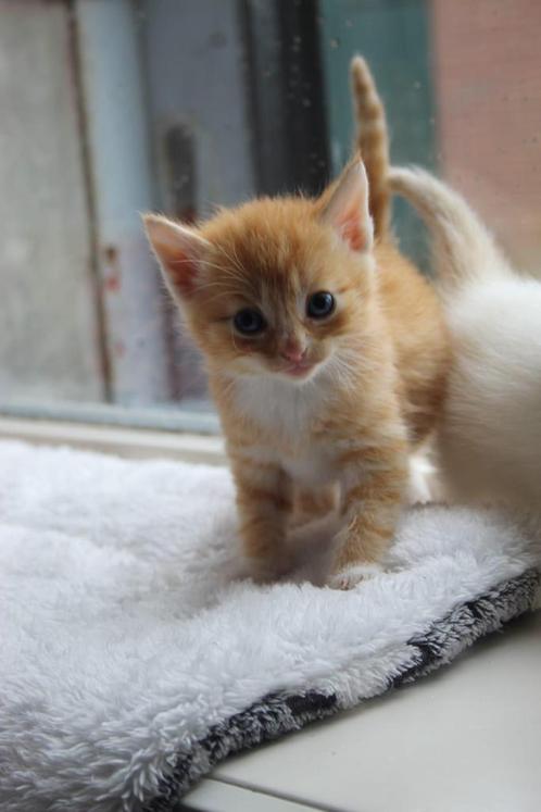 Super lieve rode kitten!, Dieren en Toebehoren, Katten en Kittens | Overige Katten, Langharig, Kater, 0 tot 2 jaar