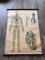 Anatomie Poster, Antiek en Kunst, Antiek | Schoolplaten, Ophalen of Verzenden, Natuur en Biologie
