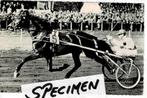 Waasenaar, drafsport op renbaan Duindigt, Verzamelen, Verzenden, Voor 1920, Ongelopen, Noord-Brabant
