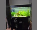 Aquarium compleet met vissen,planten en toebehoren, Dieren en Toebehoren, Vissen | Aquaria en Toebehoren, Ophalen, Zo goed als nieuw