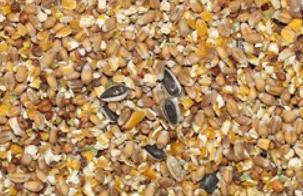 gemixt graan 5kg, Dieren en Toebehoren, Pluimvee, Meerdere dieren, Kip