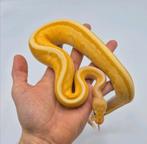 1.0 Banana YB G-Stripe het Clown/Cryptic, 66% het DG python, Dieren en Toebehoren, Hagedis, 0 tot 2 jaar