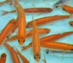 Goudwinde - Goud winde 9 / 12 cm - Koidreams Valburg, Karper of Koi
