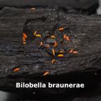 Pissebedden & Springstaarten Cubaris Armadillidium Porcellio, Dieren en Toebehoren, Overige soorten