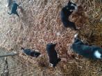 Border Collie pups, 8 tot 15 weken, Collie, CDV (hondenziekte), Meerdere