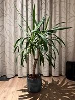 Yucca kamerplant +- 130 cm inclusief pot, Huis en Inrichting, Kamerplanten, 100 tot 150 cm, Yucca, Halfschaduw, In pot