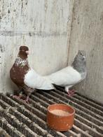 5 koppels beste iranse duiven, Dieren en Toebehoren, Meerdere dieren