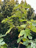 Biologische vijgenboom ca 1.60hoog, 1.60 breed, Ophalen, Vijgenboom