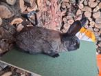 Vlaamse reus groot soort, Dieren en Toebehoren, Konijnen, Vrouwelijk, Groot, 0 tot 2 jaar