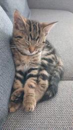supper schattige lieve mannetjes kat, Dieren en Toebehoren, Katten en Kittens | Overige Katten, Kater