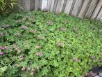 Ooiervaarsbek bodembedekker, Tuin en Terras, Planten | Bomen, Overige soorten, Lente, Minder dan 100 cm, Ophalen