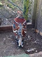 Humefazanten, Dieren en Toebehoren, Pluimvee, Meerdere dieren, Overige soorten