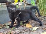 Kittens, ontvlooid en ontwormd (nog één beschikbaar), Dieren en Toebehoren, Katten en Kittens | Raskatten | Korthaar, Meerdere dieren